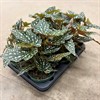 BEGONIA 12 CM FORELL ARVIDSSONS 1X6